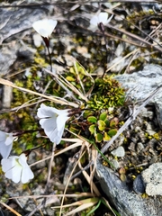 Ourisia caespitosa