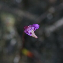 Utricularia violacea