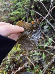 Peltigera membranacea