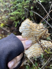 Peltigera membranacea