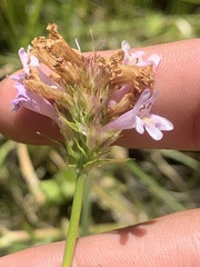 Penstemon