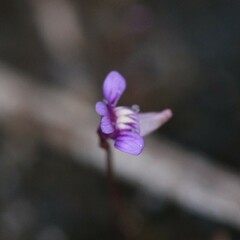 Utricularia violacea