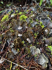 Peltigera membranacea