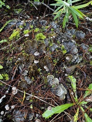 Peltigera membranacea