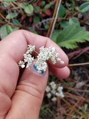 Torilis arvensis