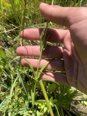 Penstemon