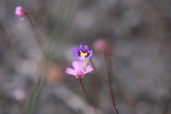 Utricularia petertaylorii