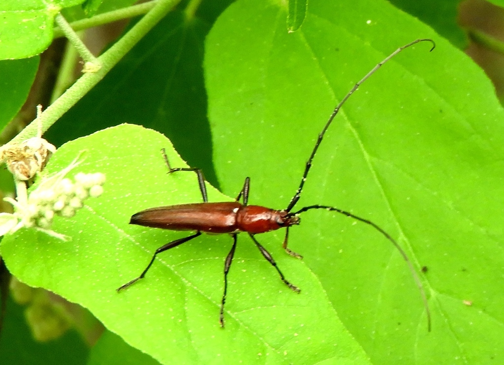 Stenosphenus rubidus