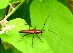 Stenosphenus rubidus