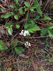 Torilis arvensis