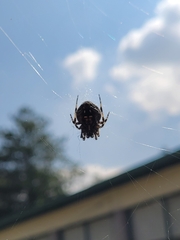 Neoscona orizabensis