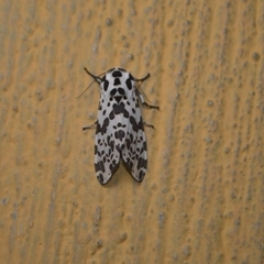 Hypercompe permaculata