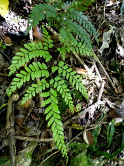 Adiantum fulvum
