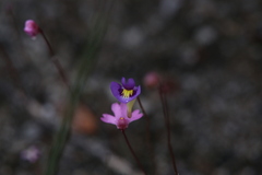 Utricularia petertaylorii