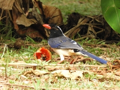 Urocissa erythroryncha