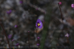 Utricularia petertaylorii
