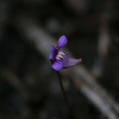Utricularia violacea