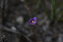 Utricularia petertaylorii