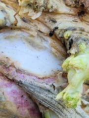 Technomyrmex jocosus