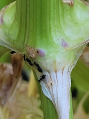 Technomyrmex jocosus