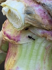 Technomyrmex jocosus