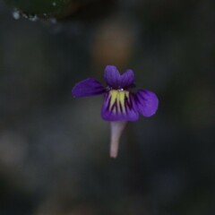 Utricularia violacea