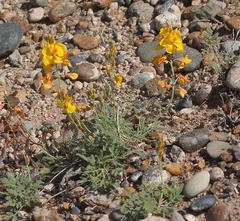 Hoffmannseggia erecta