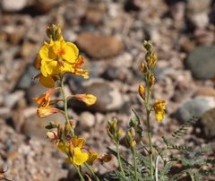 Hoffmannseggia erecta