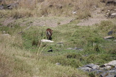 Kobus ellipsiprymnus defassa