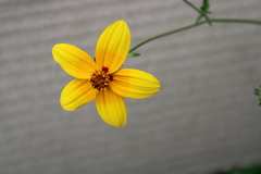 Bidens bicolor