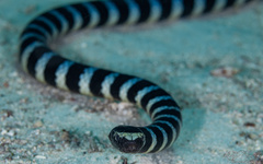 Laticauda laticaudata
