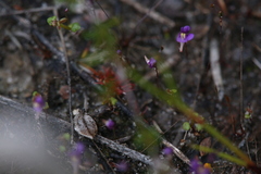 Utricularia violacea