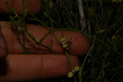 Comesperma integerrimum