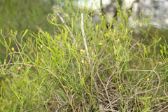 Comesperma integerrimum