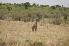 Giraffa camelopardalis tippelskirchi