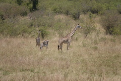 Giraffa camelopardalis tippelskirchi