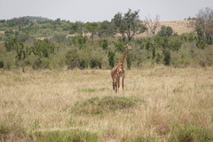 Giraffa camelopardalis tippelskirchi