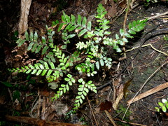 Adiantum fulvum