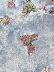 Azolla pinnata