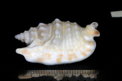 Euprotomus