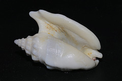 Euprotomus