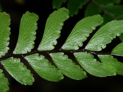 Adiantum fulvum