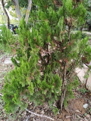 Platycladus orientalis