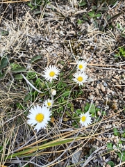 Brachyscome sinclairii