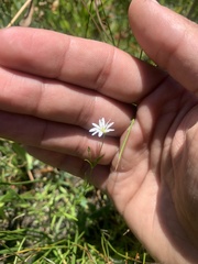 Stellaria longipes