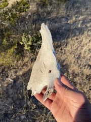 Odocoileus virginianus