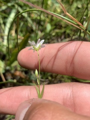 Stellaria longipes