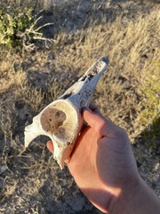 Odocoileus virginianus