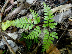 Adiantum fulvum