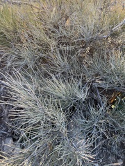 Ephedra aspera